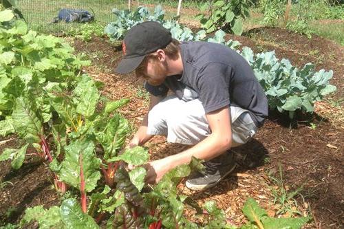Student gardening at St. John’s College in Annapolis